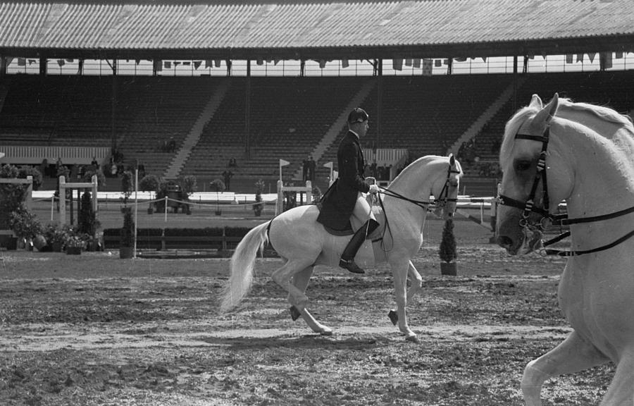 Lippizaner Stallions Photograph by Carl Sutton