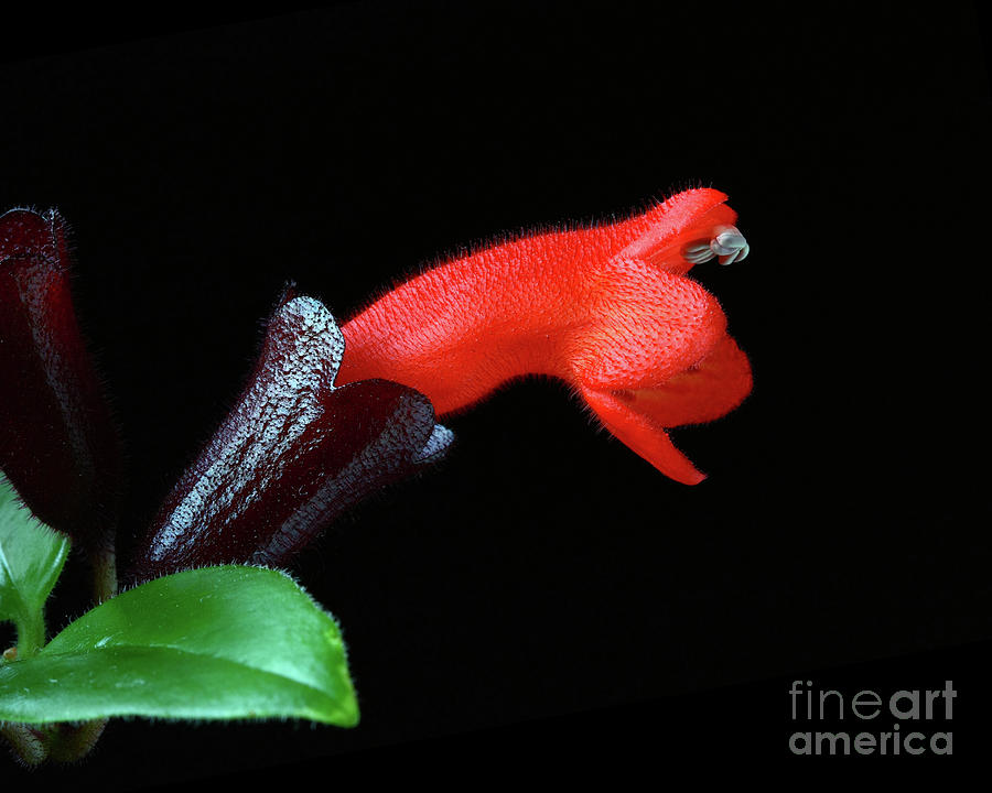 Lipstick plant Aeschynanthus radicans Photograph by Robert C Paulson Jr