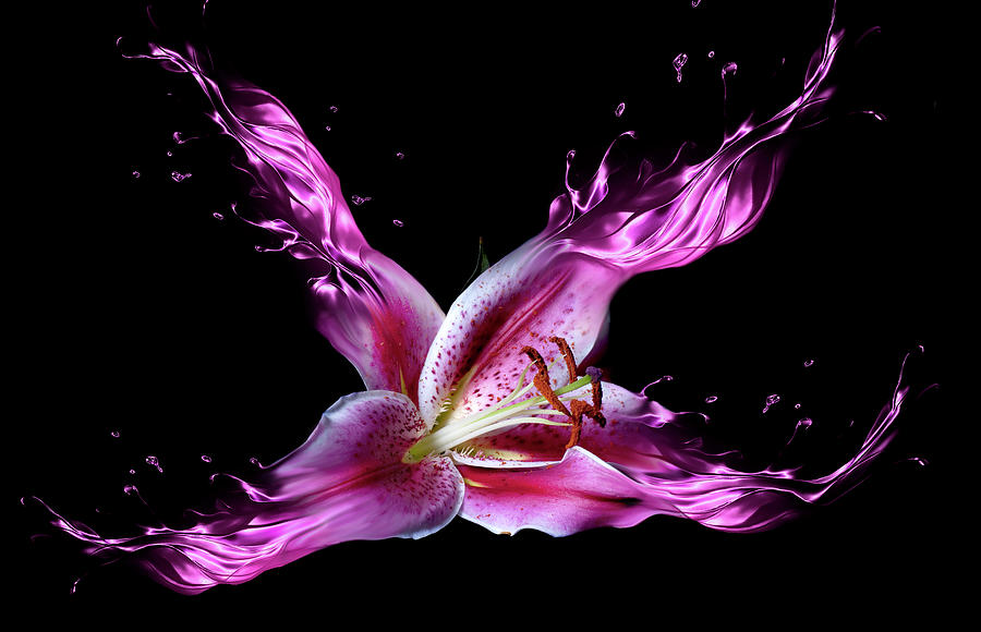 Lily Photograph - Liquid Lilly by Lori Hutchison