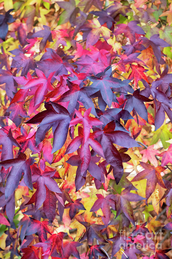 Liquidambar Foliage in Autumn Photograph by Tim Gainey