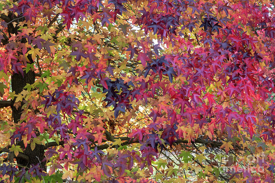 Liquidambar Leaves in Autumn Photograph by Tim Gainey