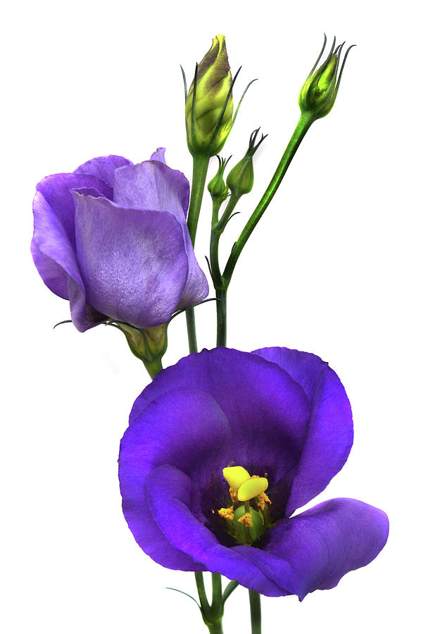 Lisianthus Russellianum Photograph by Terence Davis