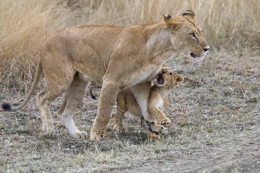 Lion Photograph - Listen To Me... Mom! by Young Feng