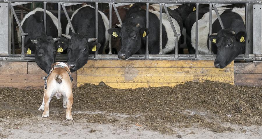 Animal Photograph - Listen Up, Cows! by Gert Van Den Bosch