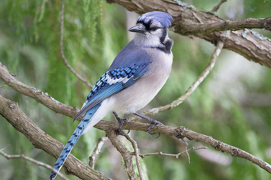 Listening to the Blues - Blue Jay - Cyanocitta cristata Photograph by ...