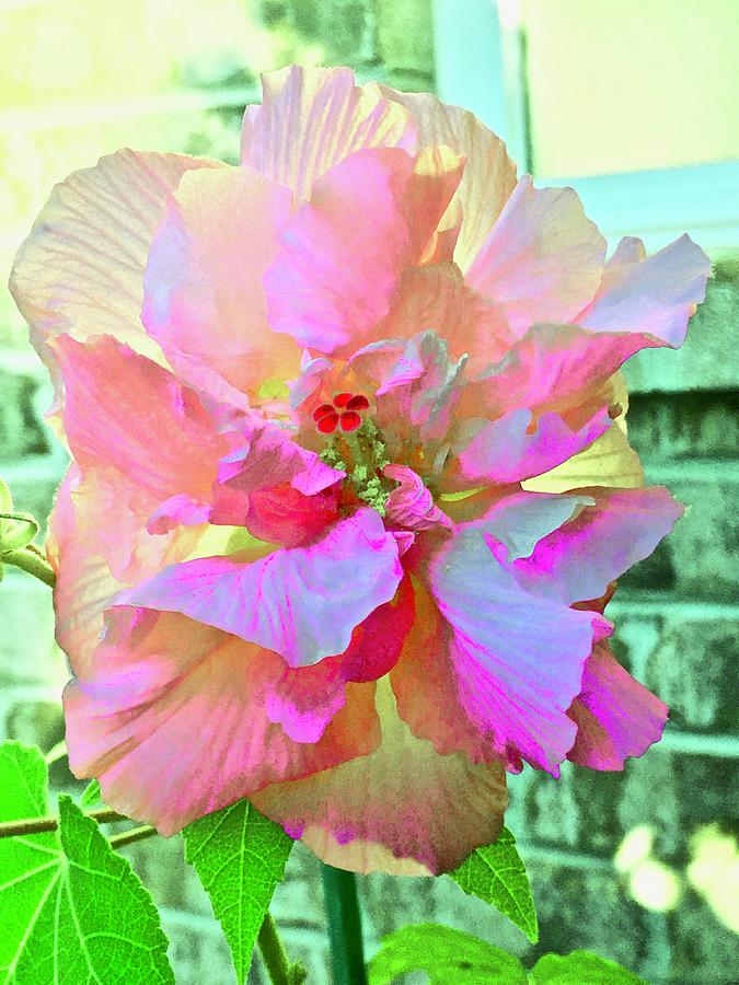 Lit Cotton Rose Photograph by Debra Grace Addison