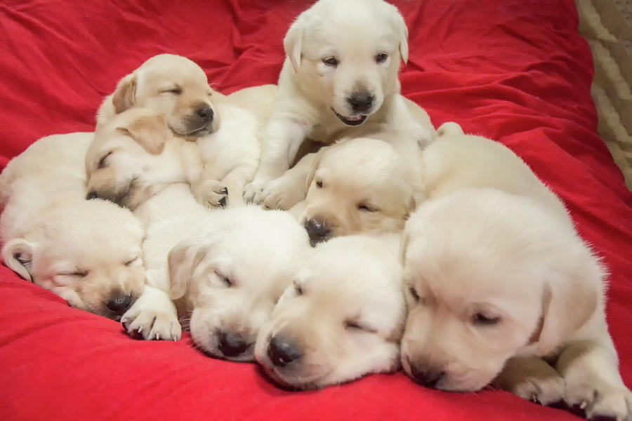 Affection Photograph - Litter Of Mischievous One Month Old by Janet Horton Affection Photograph - Litter Of Mischievous One Month Old by Janet Horton