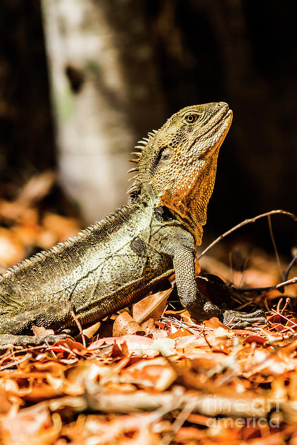 Litterfall lizard Photograph by Jorgo Photography