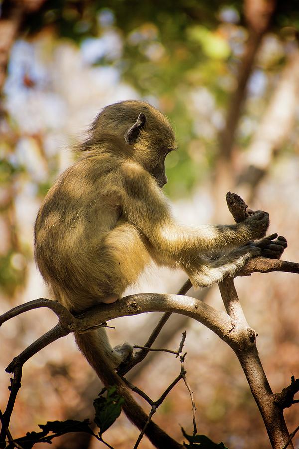 Little baboon Photograph by Robert Grac