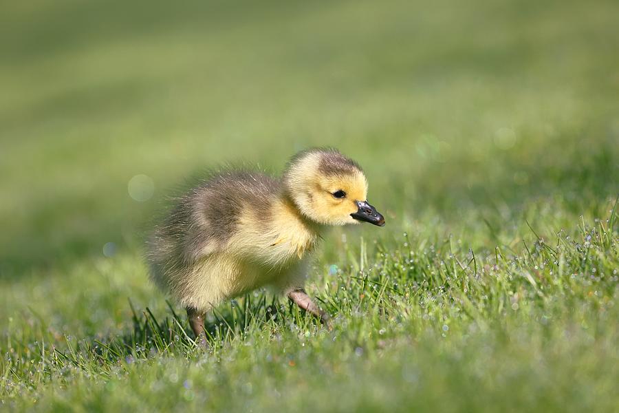 Nature Photograph - Little Baby Goose by Sean Huang