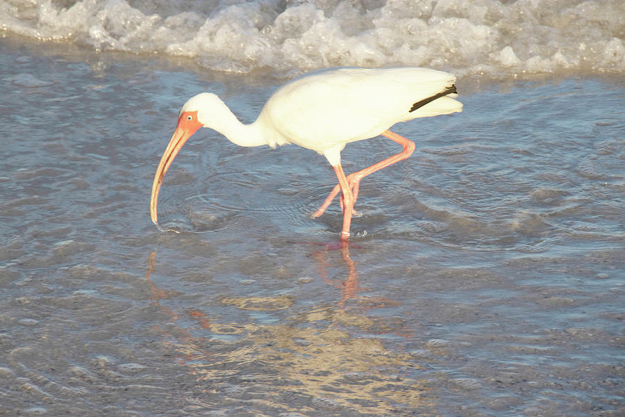 Little Beach Buddy by Linda Ritlinger Little Beach Buddy by Linda Ritlinger
