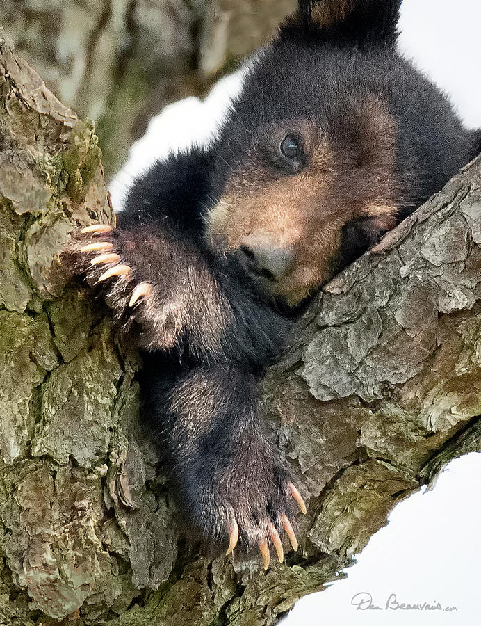 Nature Photograph - Little Bear Big Paws 4350 by Dan Beauvais