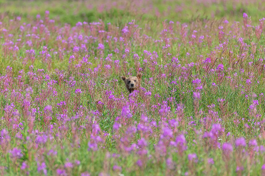 Little Bear Cub Among a Field of Flowers Photograph by Tony Hake