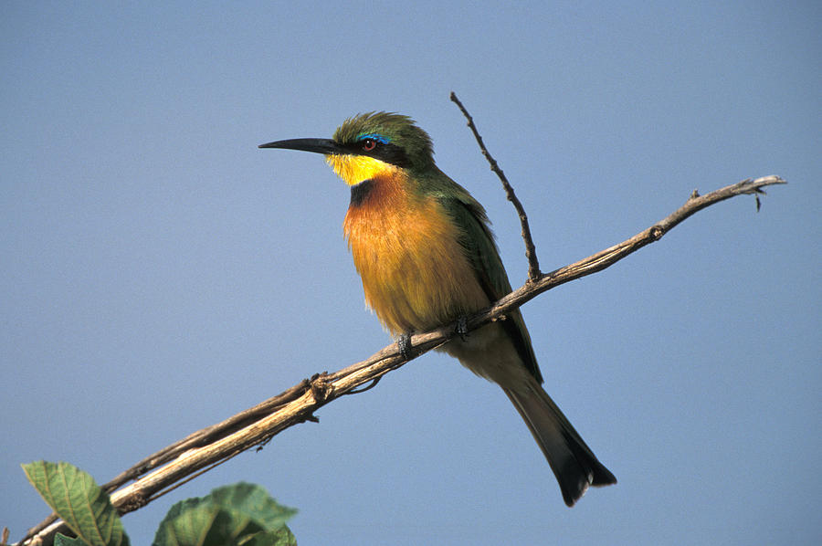 Little Bee-eater Photograph by David Hosking