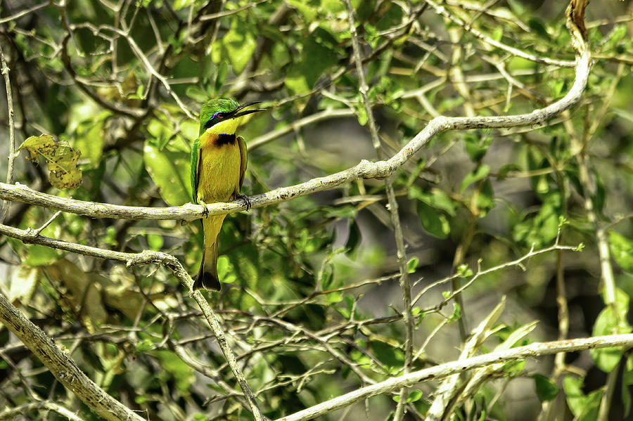Little Bee Eater by Kay Brewer Little Bee Eater by Kay Brewer