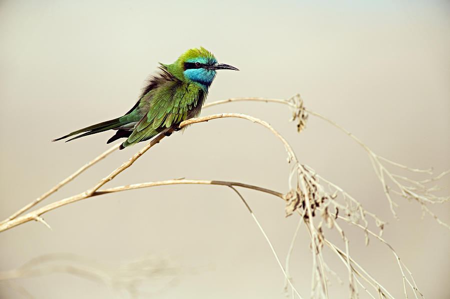 Little Bee-eater, Merops Orientalis Photograph by Ilia Shalamaev Wwwfocuswildlifecom