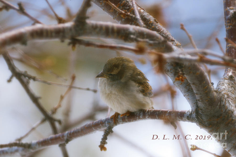 Sparrow Photograph - Little Bird Near by Donna L Munro