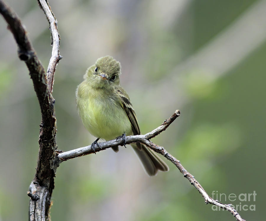 Little Birdie Photograph by Steven Parker