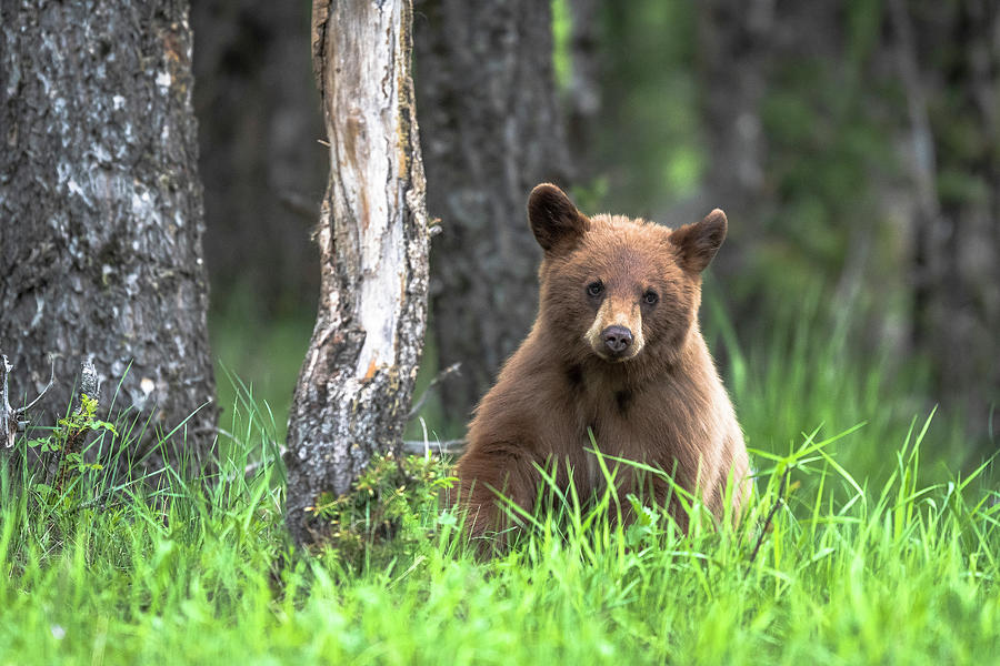 Bear Photograph - Little black bear by Russell Cody Bear Photograph - Little black bear by Russell Cody