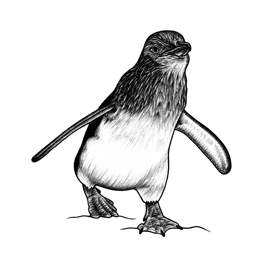 vector drawing of a cute penguin Stock Vector | Adobe Stock