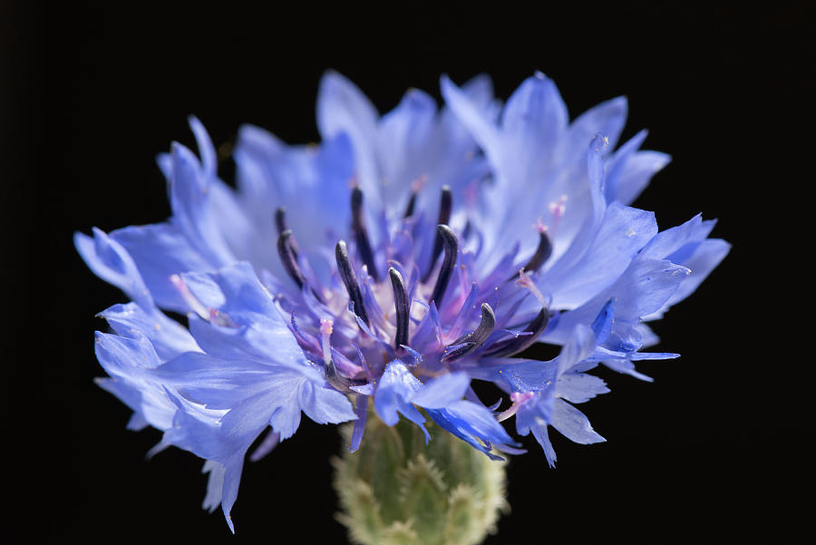 Little Blue Flower Photograph