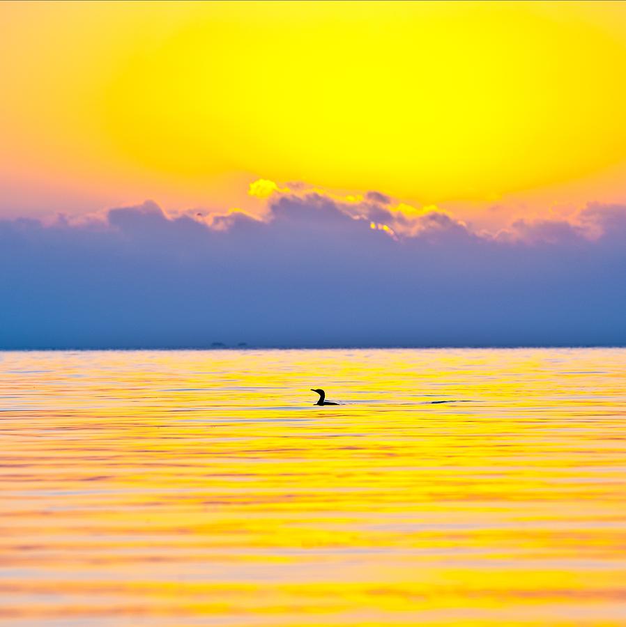 Cormorant at Dawn Photograph by Edgar Estrada