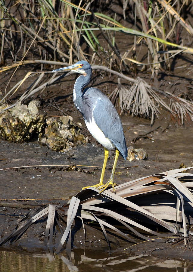 Little Blue Heron At St. Marks Photograph