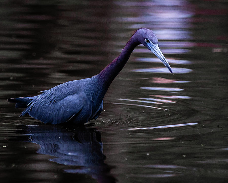 Little Blue Heron Fishing Photograph by Tim Kirchoff