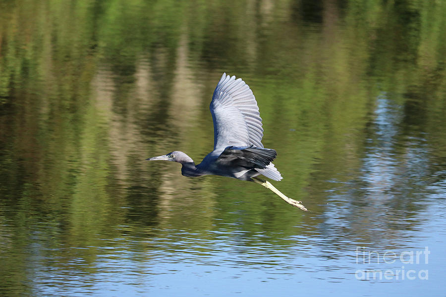 Little Blue Heron Flying over Beautiful Pond Photograph by Carol Groenen