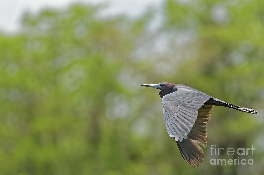 Little Blue Heron in Flight Photograph by Natural Focal Point Photography