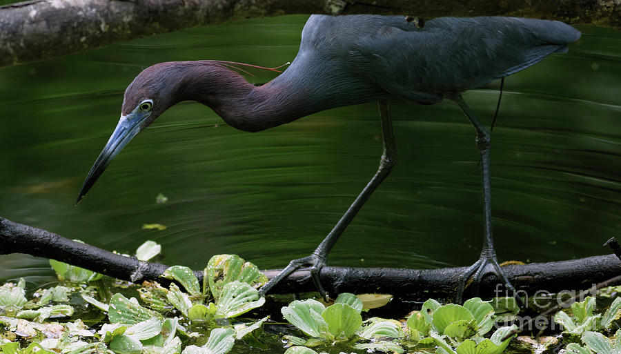 Little Blue Heron in Sanctuary Photograph by Natural Focal Point Photography