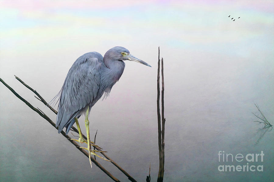 Little Blue Heron Photograph - Little Blue Heron by Laura D Young Little Blue Heron Photograph - Little Blue Heron by Laura D Young