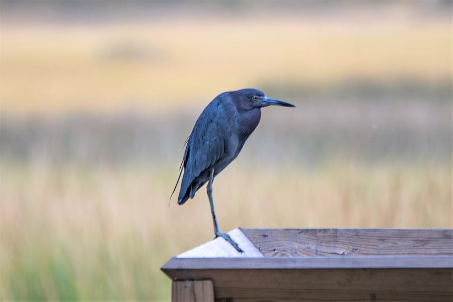 Little Blue Heron Photograph by Mary Ann Artz
