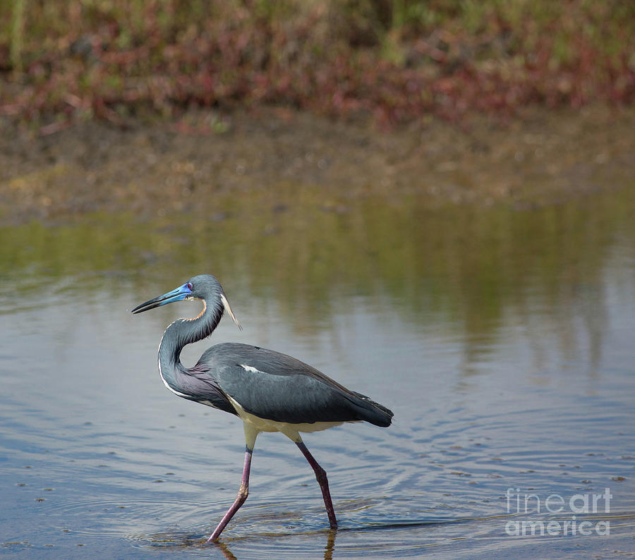 Little Blue Heron Mating Colors Photograph by Natural Focal Point Photography