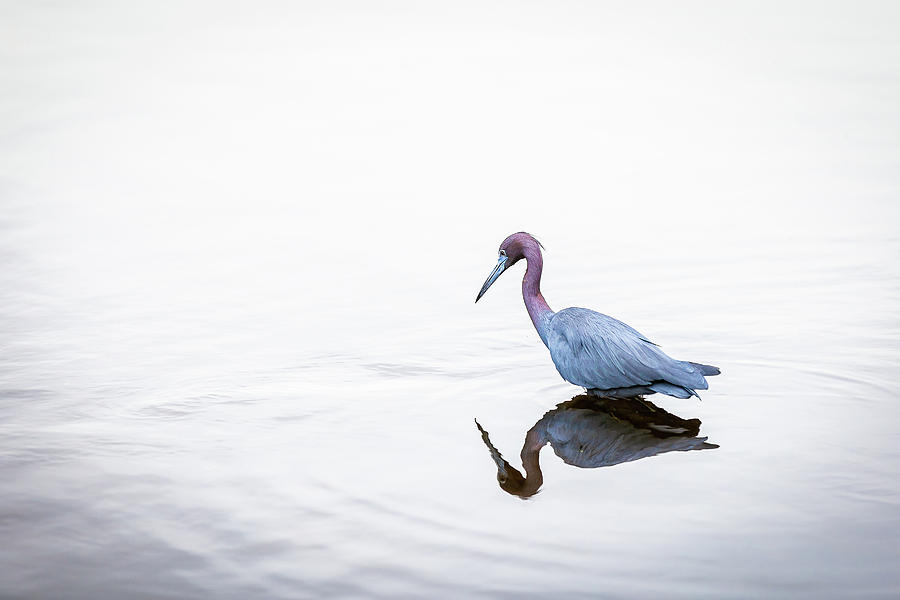 Little Blue Heron Minimalist Photograph by Tim Kirchoff