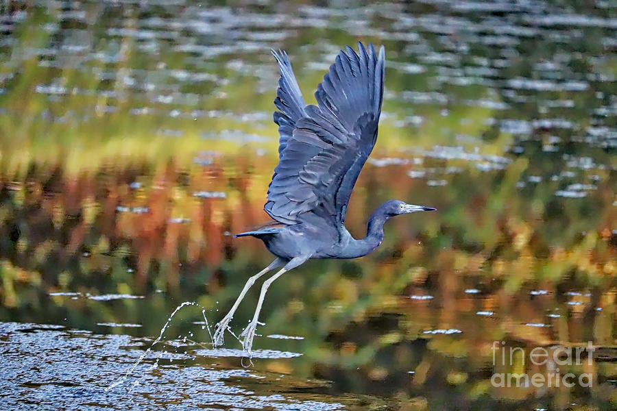 Little Blue Heron over Colorful Pond Photograph by Carol Groenen