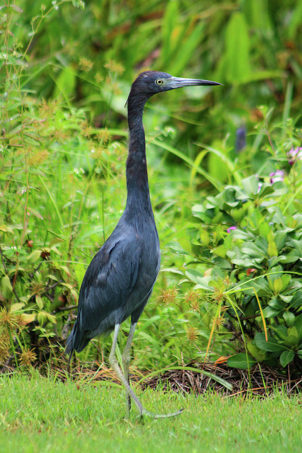 Little Blue Heron Photograph by Bj S