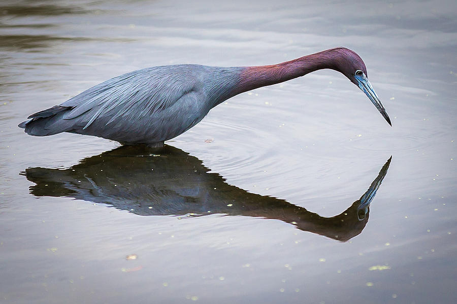 Little Blue Heron Reflection by Tim Kirchoff Little Blue Heron Reflection by Tim Kirchoff