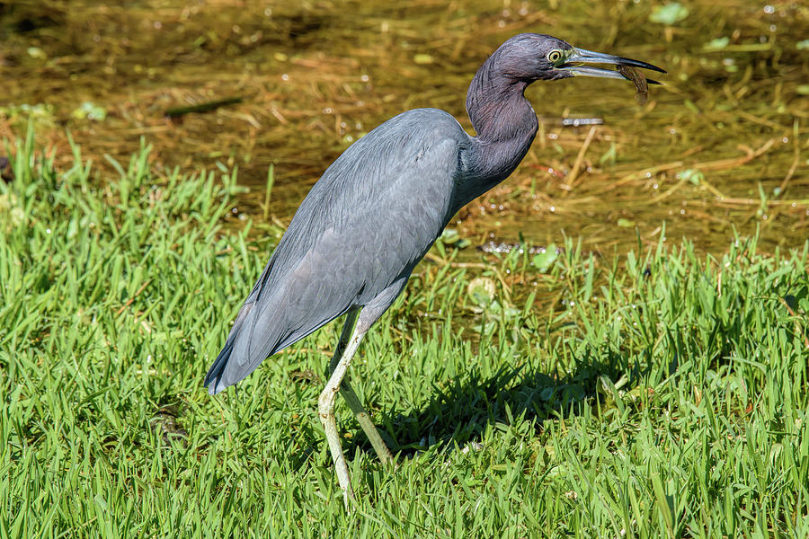 Little Blue Heron With Catch Photograph by Lonnie Wooten - Fine Art America