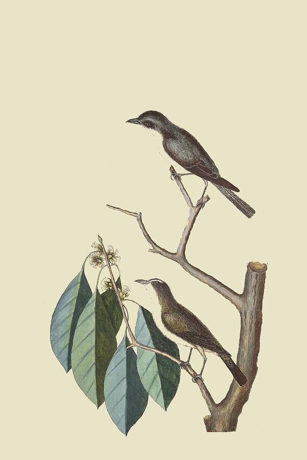 Little Brown Flycatcher Painting by Mark Catesby