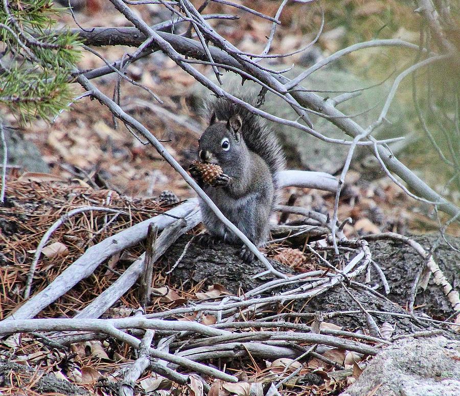 Little Buddy by Joseph Holub Little Buddy by Joseph Holub