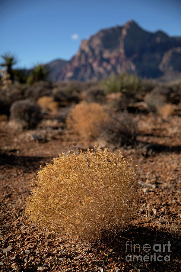 Golden Scrub Photograph by James Moore