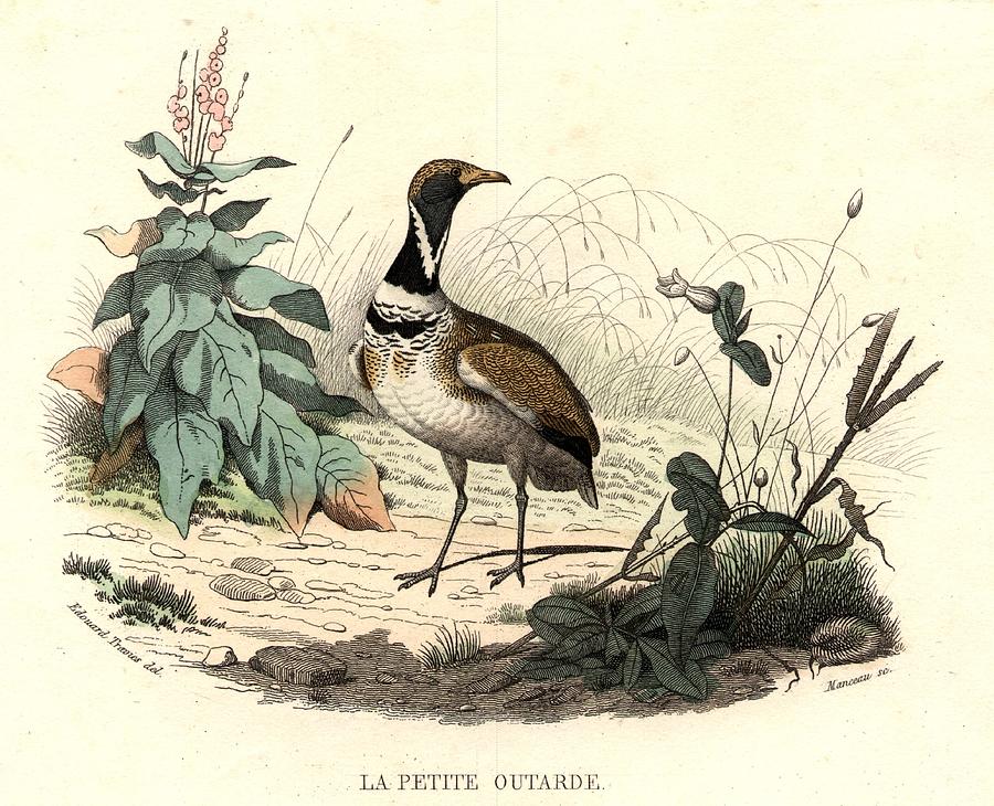 Little Bustard Photograph by Hulton Archive