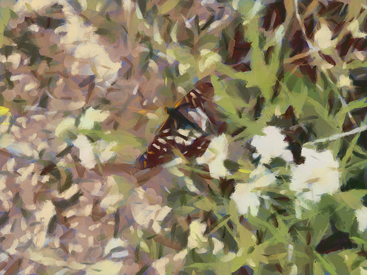 Little Butterfly Digital Art by Bernie Sirelson