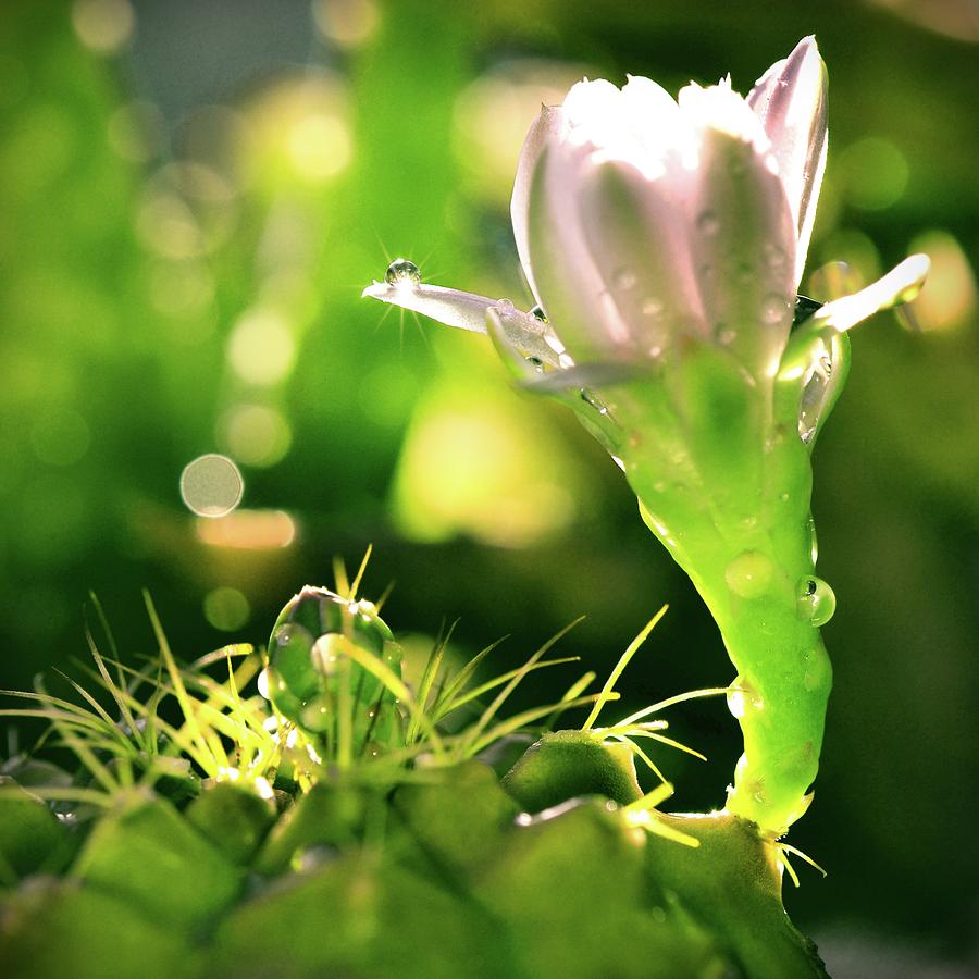Little Cactus Flower Photograph by Yuko Smith Photography