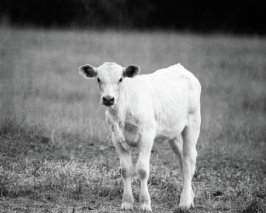 Little Calf Black And White Photograph