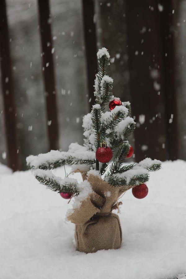snow falling on christmas trees