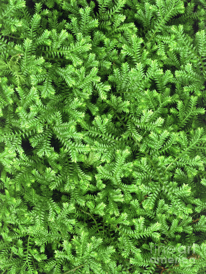 Little Club Moss Photograph by Geoff Kidd/science Photo Library