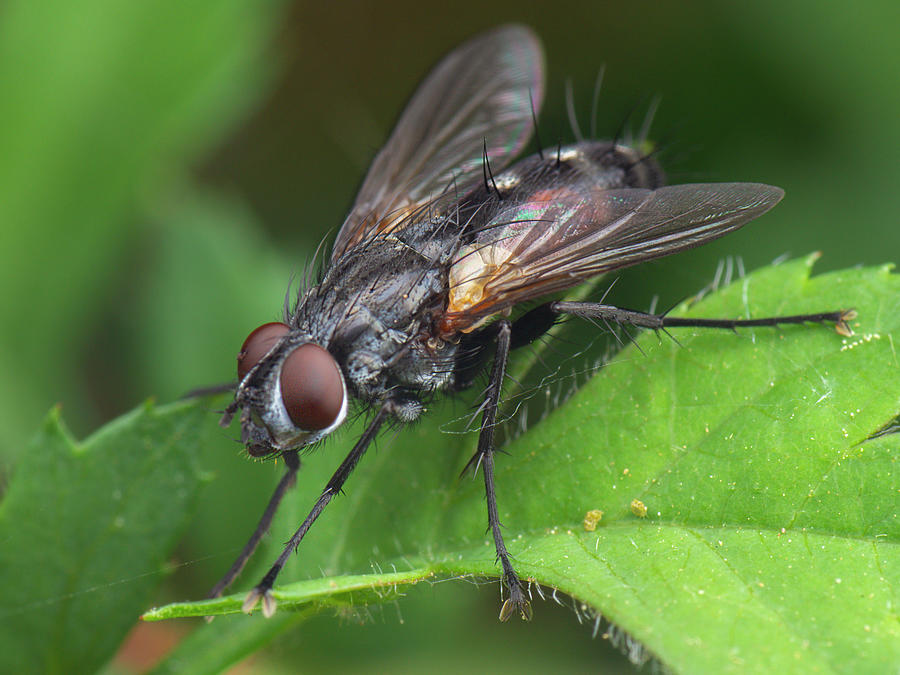 Little Common Fly Resting At Green Leaf Photograph by Cavan Images ...