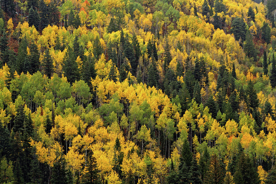 Little Cottonwood Fall Color - Alta, Utah Photograph by Brett Pelletier
